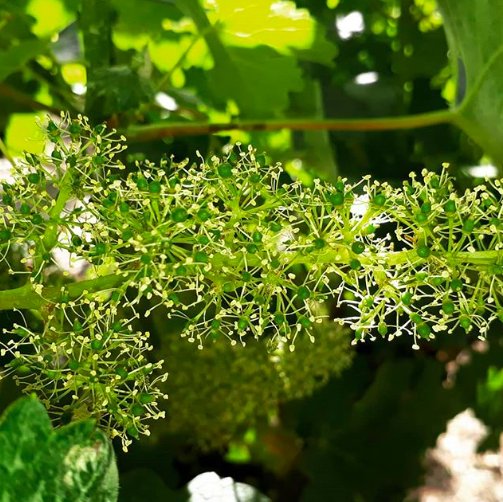 ¡Floración de nuestro #CabernetSauvignon en #Neuquén por <a href="/ricargalante/">Ricardo Galante</a>!