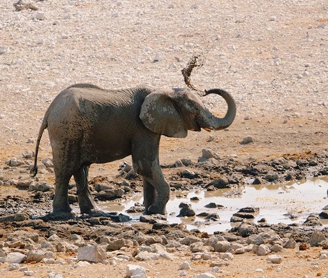 CFPotter17's tweet photo. 💦🐘 https://t.co/jb8Tfm3kkN https://t.co/gWyzuiD40E