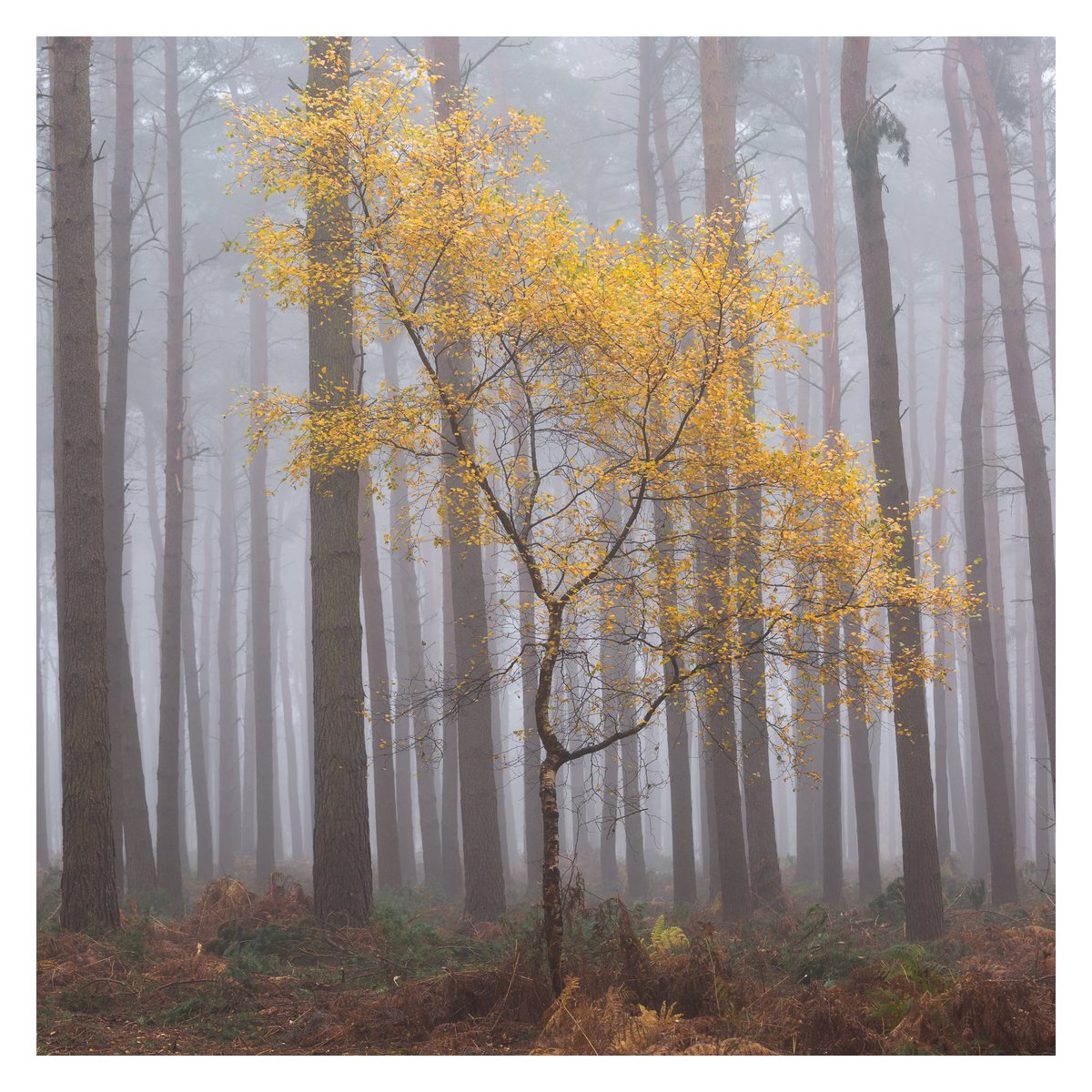 RichardPuncheon's tweet photo. Spectacular conditions saw me diving into the woods while on the way to a job, glad I always have my camera with me.
This lone birch caught my eye.
#fsprintmonday #sharemondays2018 
#WexMondays https://t.co/tbEknSEcnR