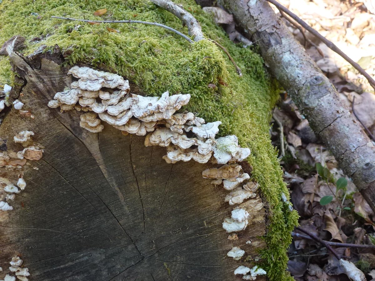 ONF_Officiel's tweet photo. Les arbres morts permettent d'héberger 25% de la #biodiversité forestière ! Pour un hectare donné en #forêt publique, les forestiers sélectionnent des #arbres bio, autrement dit des arbres à conserver pour la biodiversité. https://t.co/uLDS1yS0rS