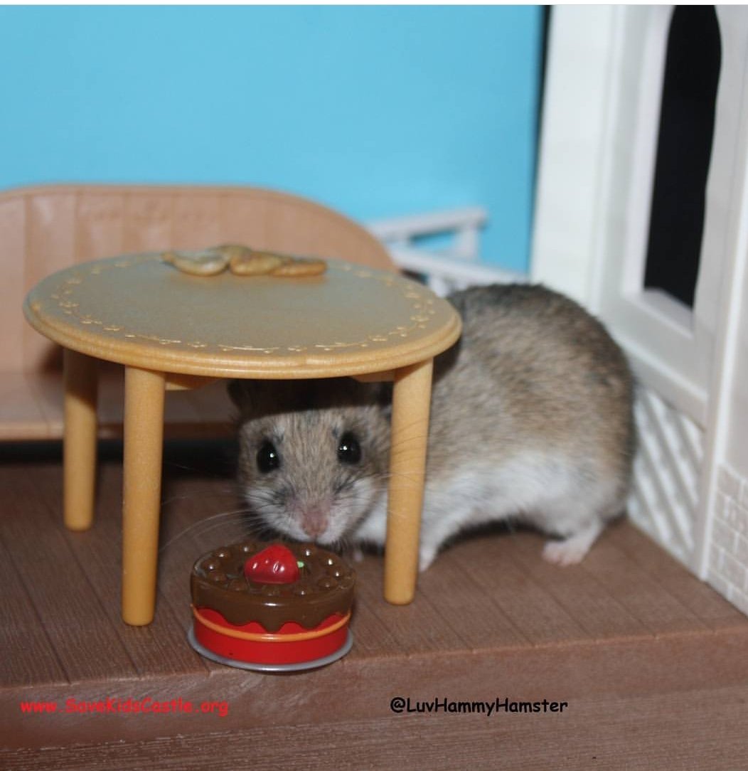 Happy #NationalCakeDay 

Itll be super sweet to checkout <a href="/savekidscastle/">SaveKidsCastle</a> and donate to this great park to privide play for kids of all abilities

Savekidscastle.org/donate

#goodcause #cakeday #Pennsylvania