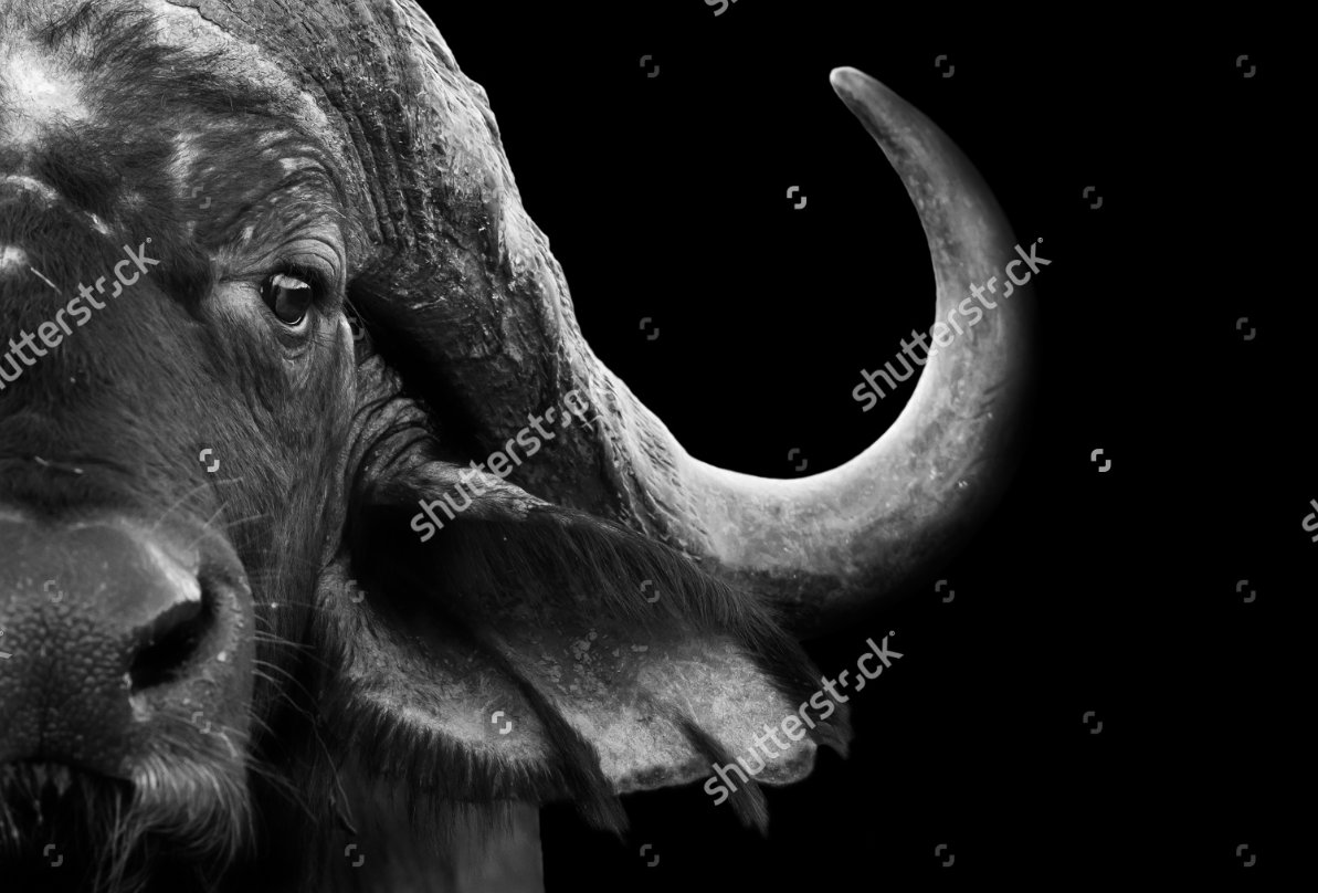 ImagesBlog's tweet photo. Black + White curated collection https://t.co/S9AassoFlm #blackwhite #face #animal https://t.co/Eu4iJjvmyi