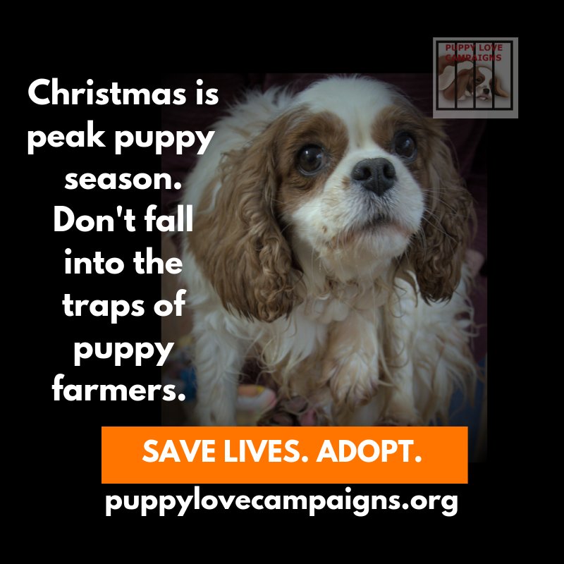 puppylovecamp's tweet photo. It's getting that time of year when families shop for puppies. #puppyfarmers are cashing in, never pay cash, always see mum or #adopt and save a life. #therealspirit of Christmas is giving, give the gift of life to an unloved dog. #doitfordogs #dogsoftwitter https://t.co/vauAHj1HC1