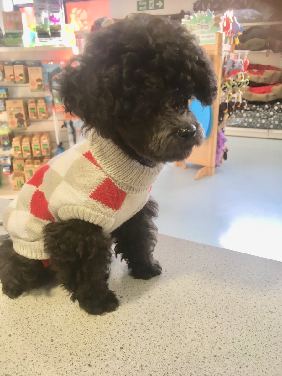 PrideVets's tweet photo. Here is tiny 12 week old Allie, modelling his snazzy new jumper from our retail department. We all think you look fab! #tinydog #dogsoftwitter #cutedogalert https://t.co/SoqAgG5s4c