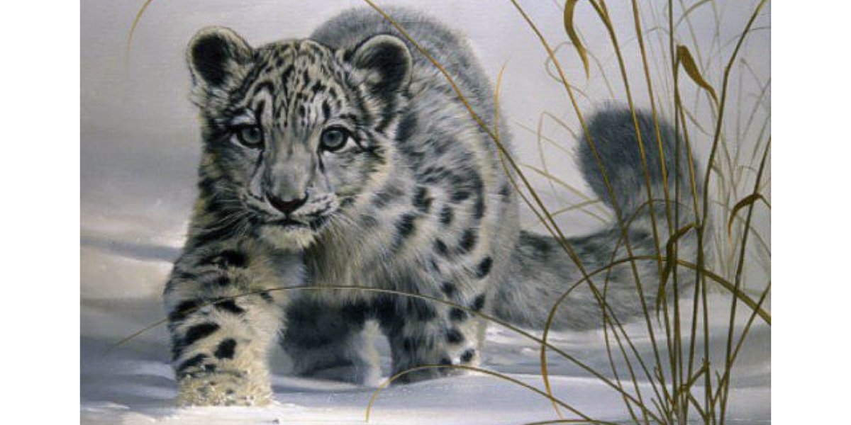shedancestibet's tweet photo. in wildness 
is the preservation 
of the world

Henry David Thoreau 

📷: Snow Leopard Cub
(only approximately 3,500 to 7,000 snow leopards remain
in the wild today)

e x t i n c t i o n   i s   f o r e v e r https://t.co/cmwCsKrPCm