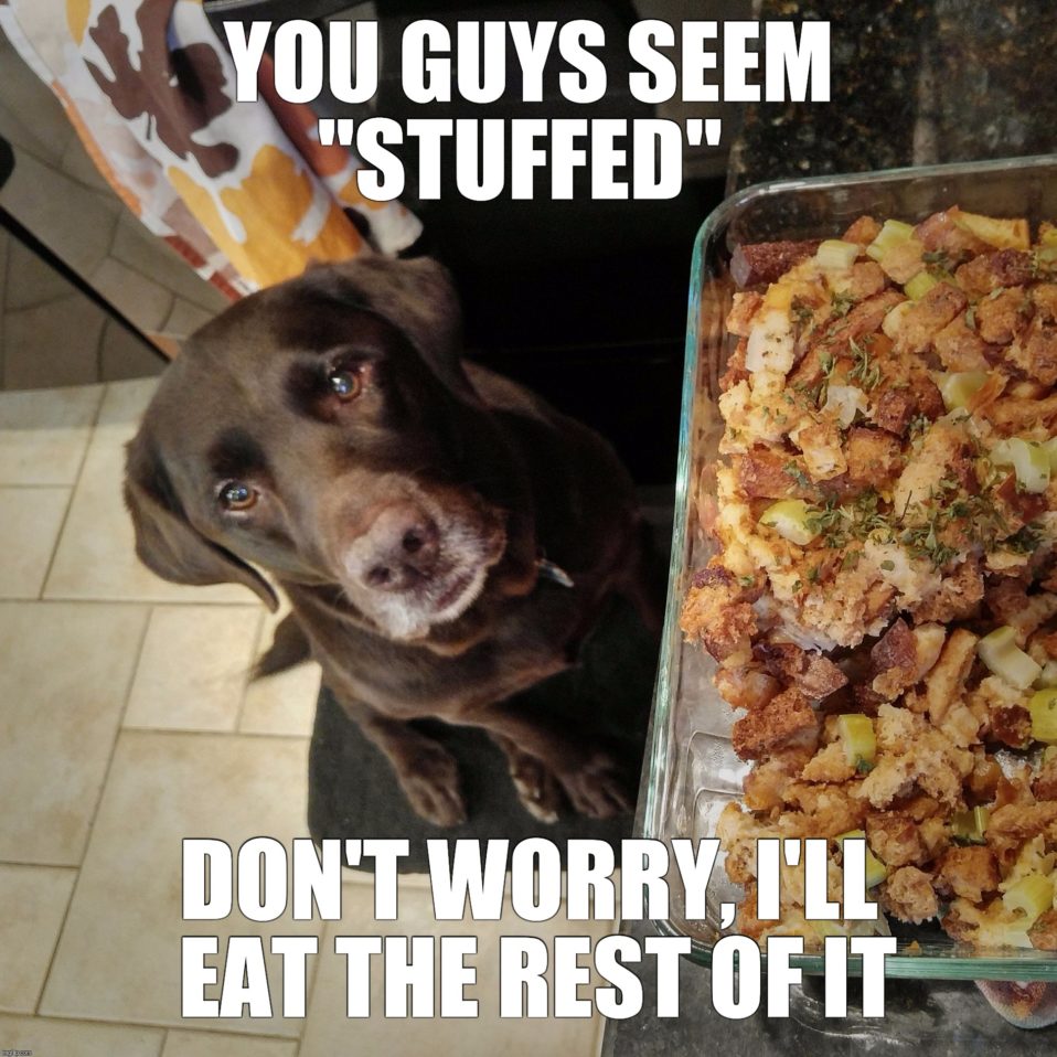 AltaSurf's tweet photo. Who is still exited about Thanksgiving leftovers? Happy Monday! #altasurf #eller #stuffed https://t.co/dWK0S3g9rJ