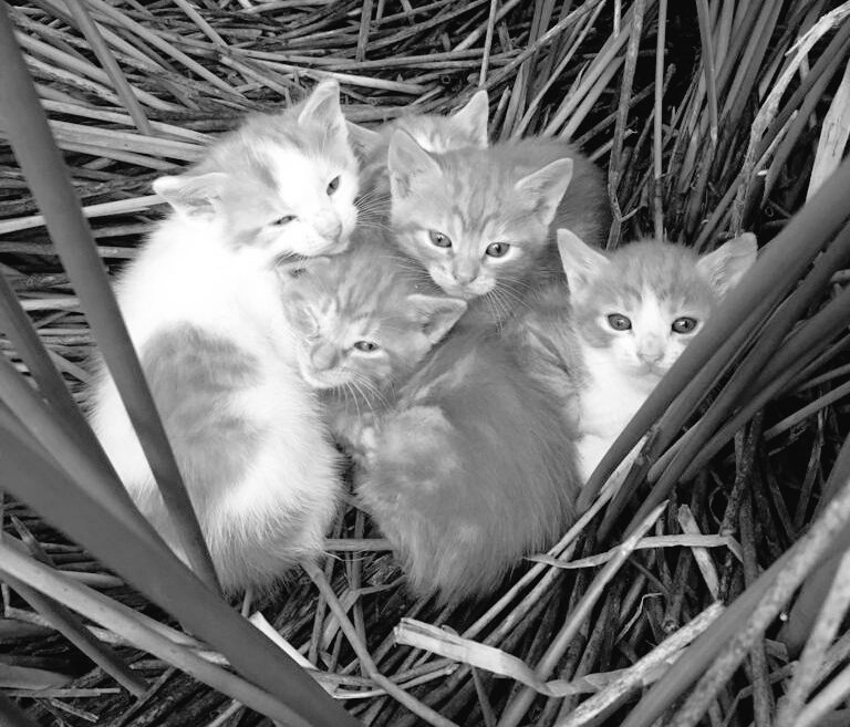 GamezBravo's tweet photo. Day 5/7 of the
#SevenDaysBW 
#blackandwhitechallenge 
#blackandwhitephotography 
#sevendayssevenpictures
#mylifeinblackandwhite 
#7days7pictures 
Nominated by
@CorinneTell 
No People
No Text https://t.co/3bkEZaagpN