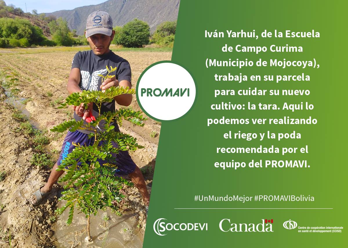 SOCODEVI's tweet photo. #Bolivia #PROMAVI Desarrollo inclusivo y salud en Chuquisaca @CanadaenBolivia @CanadaBolivia @CanadaDev @DevCanada https://t.co/VVugXUCkmU
