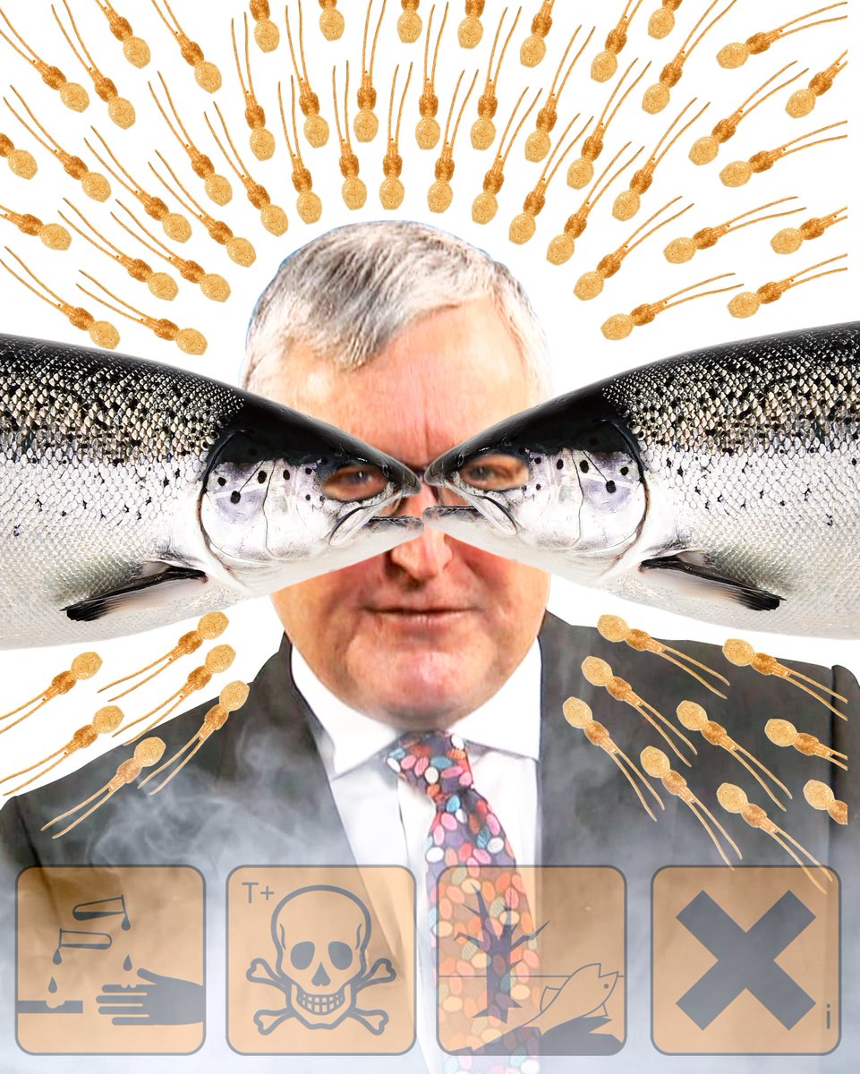 TheGAAIA's tweet photo. Will Scotland's Minister for the Promotion of Lice-Infested Norwegian Salmon Farming in Scotland (aka @FergusEwingMSP) bother reading tomorrow's @SP_RECcttee report on salmon farming or will he just proceed with his plans to treble production by 2030? https://t.co/Cc3Axk0Y9g https://t.co/fRToPVnuJ6