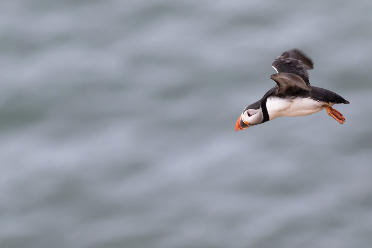 curawildlife's tweet photo. Can't wait to see these guys again next year! Shot at @Bempton_Cliffs https://t.co/R3Mkvz5yv7