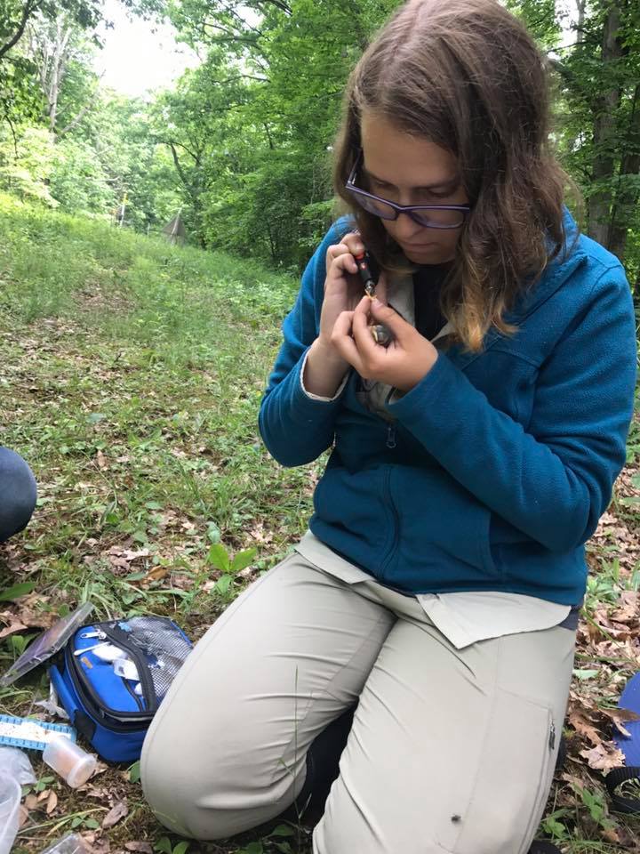 BugswithBekka's tweet photo. Madeline Sudnick, an #OhioU undergrad research student won the Provosts Undergraduate Research Fund (PURF)! Congrats!
Learn about Maddie's project #VampireMaggots (maggots that drink baby bird blood) & help by donating to Sindisa!
#GivingTuesday2018 #OUinsects #Bird #Conservation https://t.co/LxFbi0brE2
