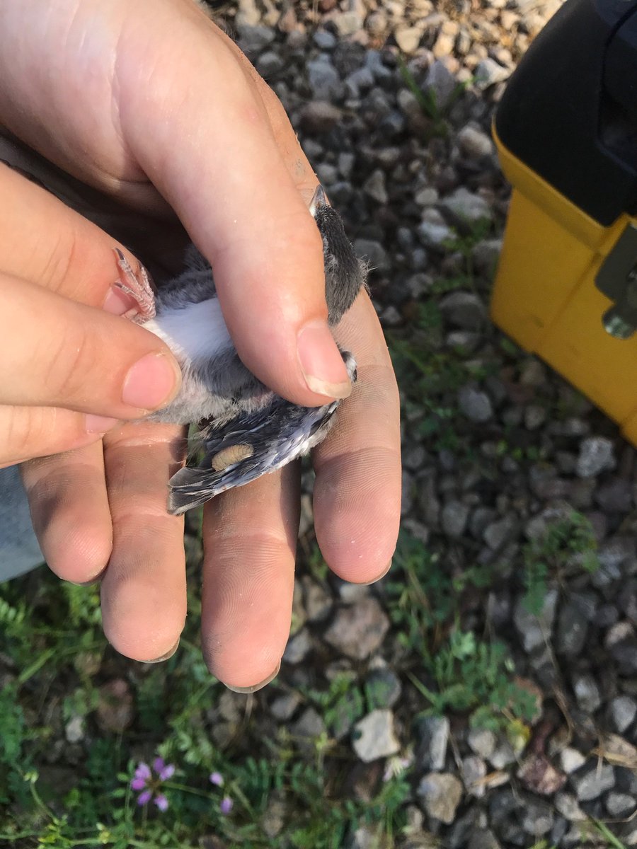 BugswithBekka's tweet photo. Madeline Sudnick, an #OhioU undergrad research student won the Provosts Undergraduate Research Fund (PURF)! Congrats!
Learn about Maddie's project #VampireMaggots (maggots that drink baby bird blood) & help by donating to Sindisa!
#GivingTuesday2018 #OUinsects #Bird #Conservation https://t.co/LxFbi0brE2