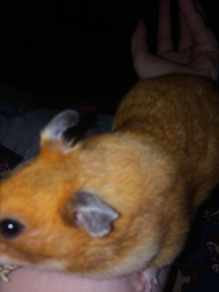hamstercarrot's tweet photo. Did I do a selfie right?? https://t.co/5TFRAc6hNQ