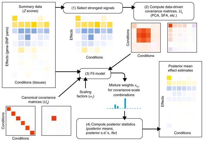 Flexible statistical methods for estimating and testing effects in genomic studies with multiple conditions (Urbut et al.) go.nature.com/2Seop4y