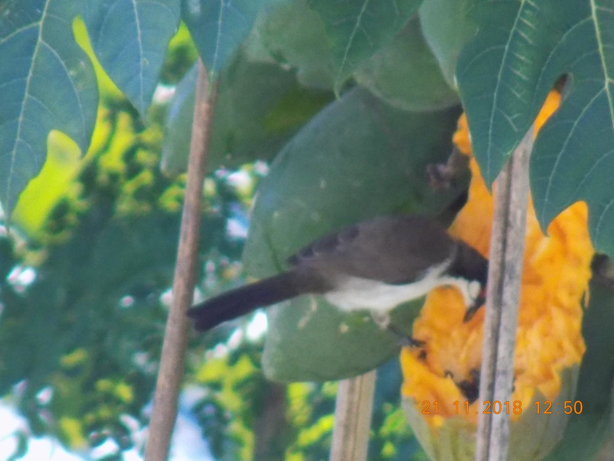 kamlesm's tweet photo. #birds eating stealing #papaya at same tree in turns at Port Blair, Andamans
#birding #birdwatching #nature #naturephotography #avianscience #wildlife #wildlifephotography
Identify? https://t.co/HMajGe8Nib