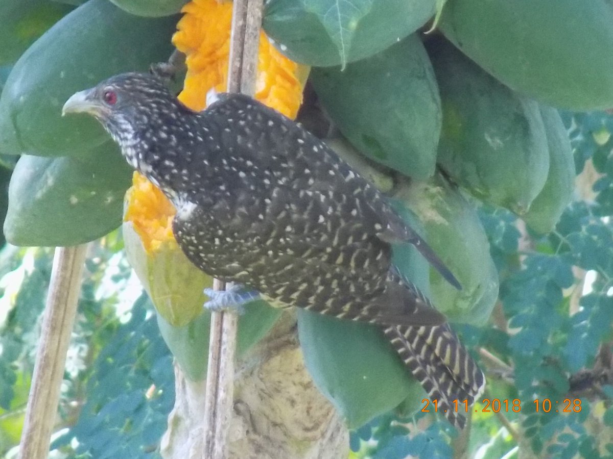 kamlesm's tweet photo. #birds eating stealing #papaya at same tree in turns at Port Blair, Andamans
#birding #birdwatching #nature #naturephotography #avianscience #wildlife #wildlifephotography
Identify? https://t.co/HMajGe8Nib