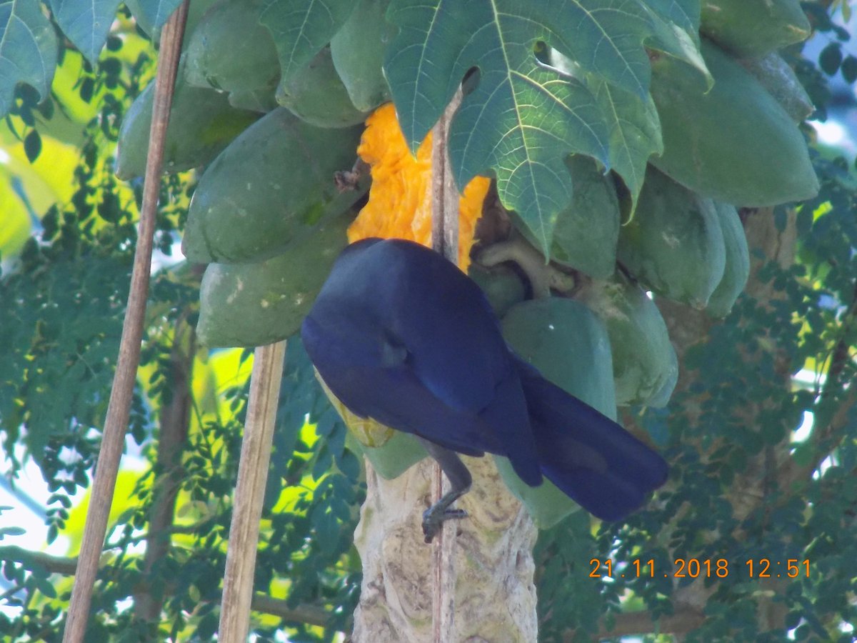 kamlesm's tweet photo. #birds eating stealing #papaya at same tree in turns at Port Blair, Andamans
#birding #birdwatching #nature #naturephotography #avianscience #wildlife #wildlifephotography
Identify? https://t.co/HMajGe8Nib