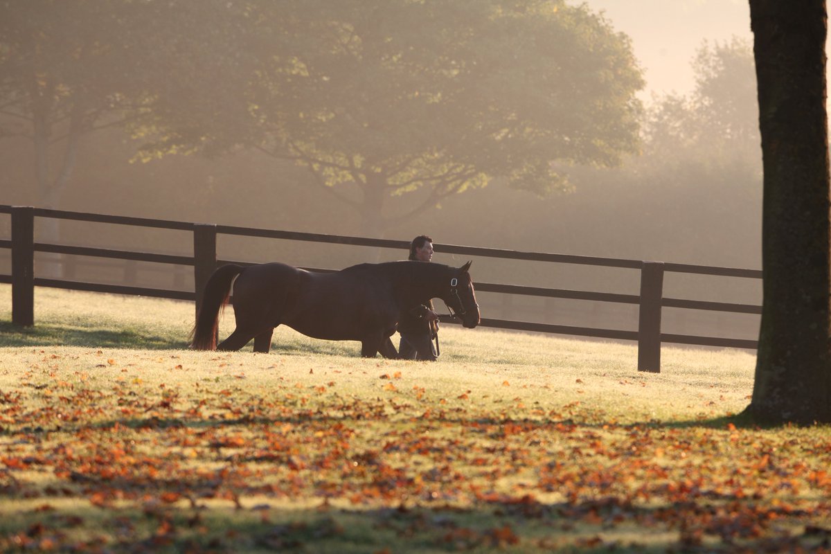 AgaKhanStuds's tweet image. It is with great sadness that the Aga Khan Studs announce the passing of Sinndar at the age of 21. Crowned Champion 3yo, the Aga Khan homebred remains the only horse to have won the Derby, the Irish Derby and the Prix de l’Arc de Triomphe: agakhanstuds.com/News/Article/3…