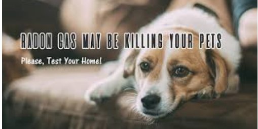 Every home has Radon Gas!☢
Is it above Health Canada Guidelines?
Protect your love ones.
Call 651-0508
radonplus.ca   
#radon#radonpets#cancer#test