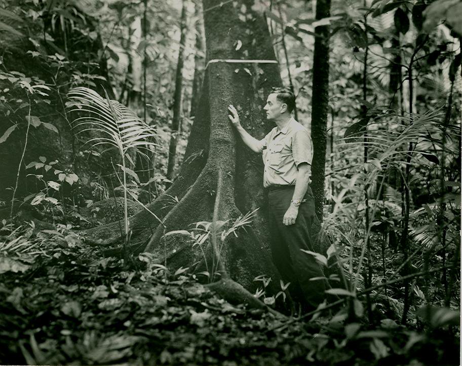 USFS_IITF's tweet image. Happy 103rd Birthday Dr. Frank H. Wadsworth! 🎉 In the 1950s Dr. Wadsworth became both the supervisor of the Caribbean National Forest (now #ElYunque NF) and director of the Institute of Tropical Forestry (now IITF). 📷: (1970) IITF Library #FrankWadsworth