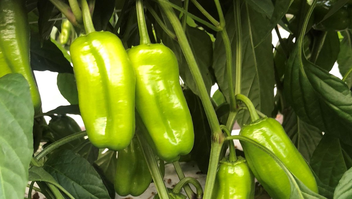 JJFamilyOfFarm_'s tweet photo. Our #Florida season is in full swing! From bell peppers, to #squash and #zucchini, and of course our tasty little Yummy Sweet Peppers, we've got the produce you're looking for Fresh from Florida!

#JJFamilyofFarms #FreshfromFlorida #FloridaProduce #YummySweetPeppers https://t.co/M31UvtFbXX