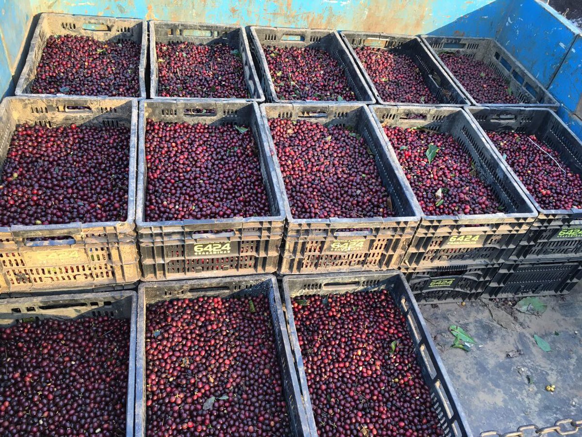 TheCoffee_Store's tweet photo. Ernte von Nanolots unserer Parzellenkaffees. #Parzellenkaffees #nanolot #directtrade #specialtycoffee #fromfarmtoshop https://t.co/KE1cTyO2Tr