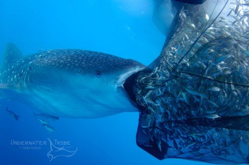 Indonesia – Whaleshark Hotspot
buff.ly/2FGPL1O
#Underwater #UnderwaterPhoto #UWphoto #UW #UnderwaterPhotography #UWphotography #underwaterphotographer