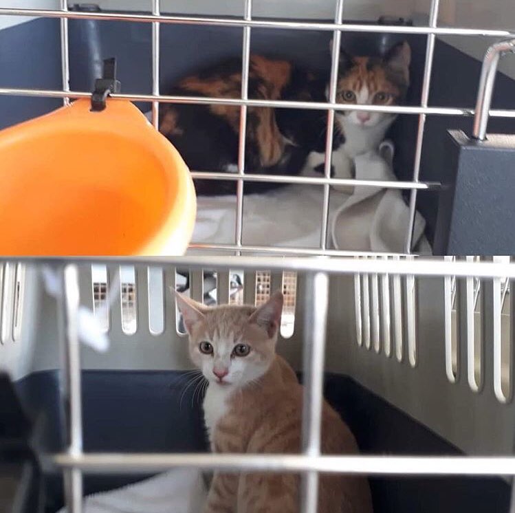 Talacats's tweet image. Rehomes 693 and 694 .. Tala 1 and 2 have flown to the UK to begin their fabulous new lives with Claire Kitson and Rose Poynor. After some issues with their flights being rescheduled they are finally beginning the new life they deserve. Thankyou both so much! 😻 #CatsOfTwitter