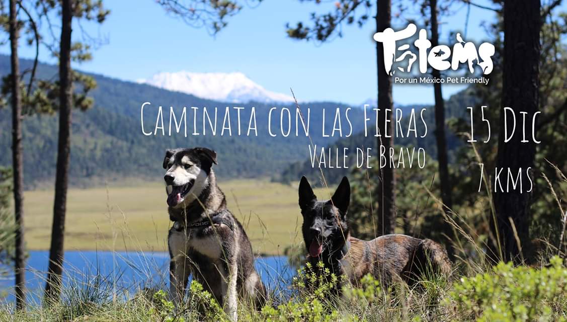 TotemsMx's tweet photo. Nos vamos a Valle de Bravo vivir el frio de la montaña con previo café en mano, caminata de 7 kms y una super comida con el gran sazón local de Amamanalco.
https://t.co/ZPMzq5b09u
#caminata #senderismo #perros #petfriendly https://t.co/LERtFRCrNs