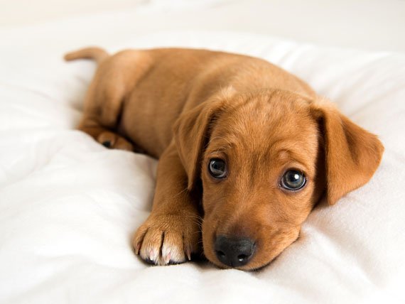 petsability's tweet image. 6 Ways Pets Improve Your Health
✔Stress Management
✔Lower Blood Pressure
✔Lower Cholesterol and Triglycerides
✔Reduced Pain
✔Help with Depression
✔Fewer Allergies
#health #petbenefits #petbenefit #petbenefitshow #pets #pet #petofinstagram #pets🐾