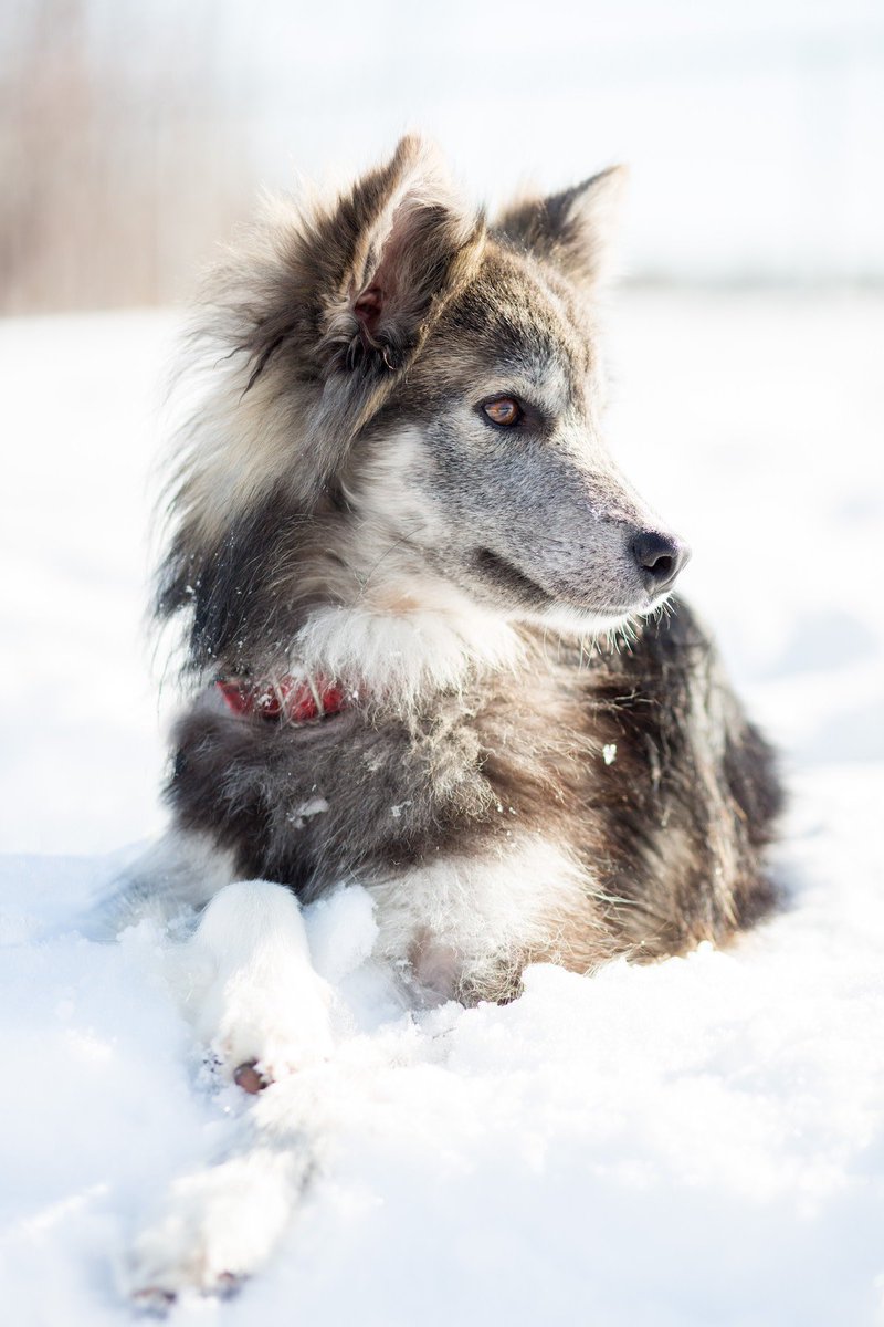 RangeGlobalSvs's tweet photo. Photo: Laura Johnston
-
Send us your adventures or tag us @rangeglobal and #rangetakesmeglobal
-
#snow #snodog #dogsofinstagram #adventure #travel #explore #discover #outside #global #satellitephone #rangeglobal https://t.co/l7HnKr6WOp