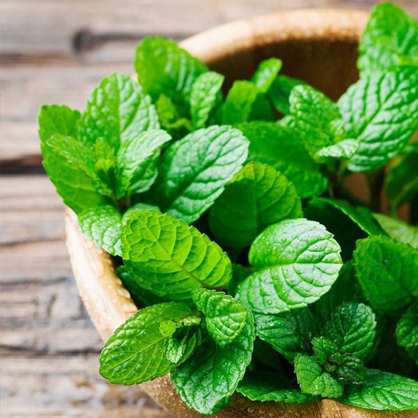 'Tis the season of peppermint everything! 

Enjoying peppermint tea or diffusing peppermint oil in your home can have some great health benefits, including easing stomach issues, headaches, and even reducing stress.

#peppermint #healthymint #essentialoils #healthbenefits