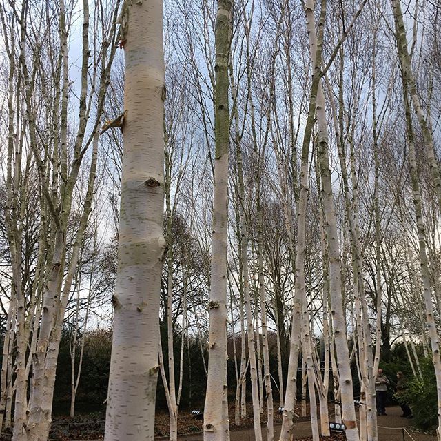 Larry_Mogridge's tweet photo. Silver Birch, Anglesey Abbey #nofilter
Instagram: @lmphoto01 .
.
. #autumn #surface #texture #shape #pattern #landscape #shadows #reflection #tone #colour #color #wood #woodland #leaves #fall #sunlight #architecture #guggenheim #nyc #flatiron #manhatt… https://t.co/o1UoGVTHEB https://t.co/l9Yw7zu0rd