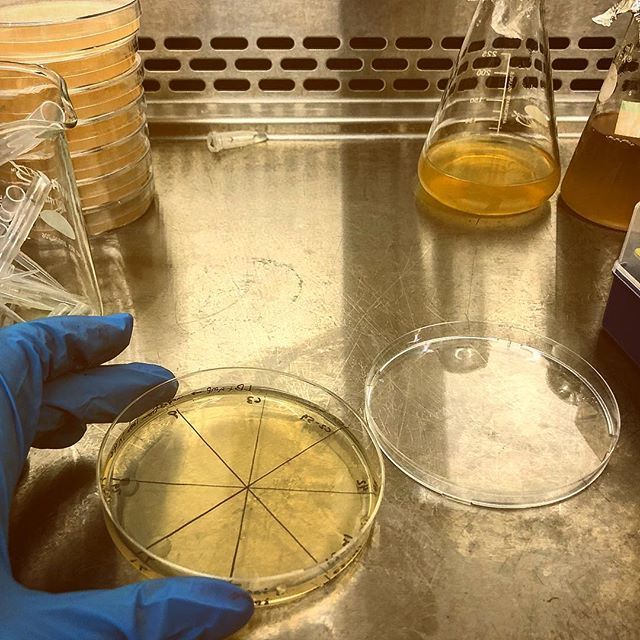brooklyn_bio's tweet photo. Waking up our strains &amp; our brains after the Thanksgiving break. #yeast #bacteria #agarplates #frozenstocks #molecularbiology #molbio #modelorganisms #genetics #letsgostreaking https://t.co/UYhOge2XRt https://t.co/V2veVl2zAy