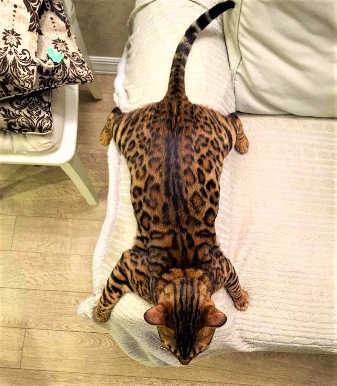 Кот сидит вид сзади