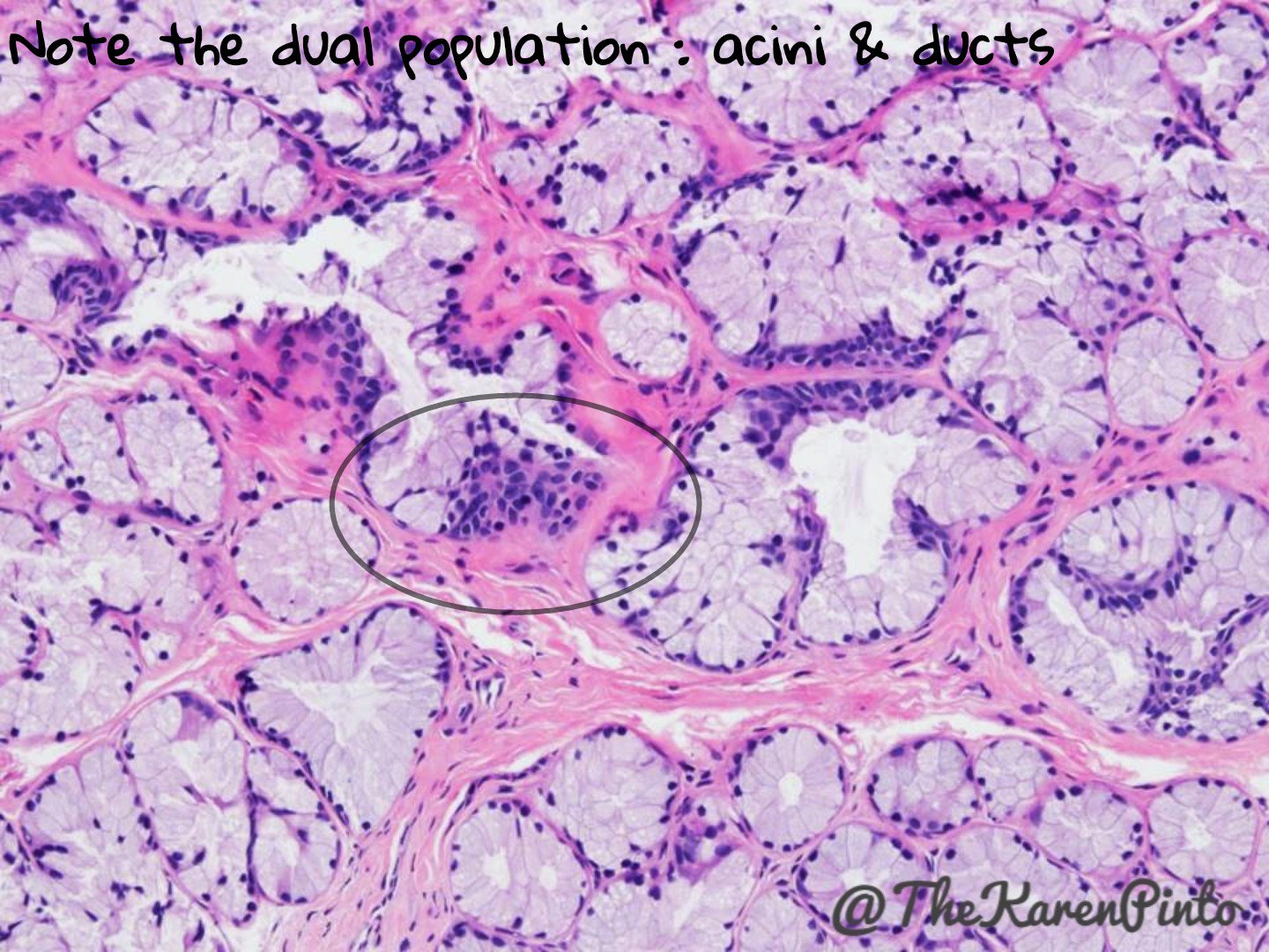 Karen Pinto DNB, FRCPath on Twitter "COWPER'S GLANDS When you get