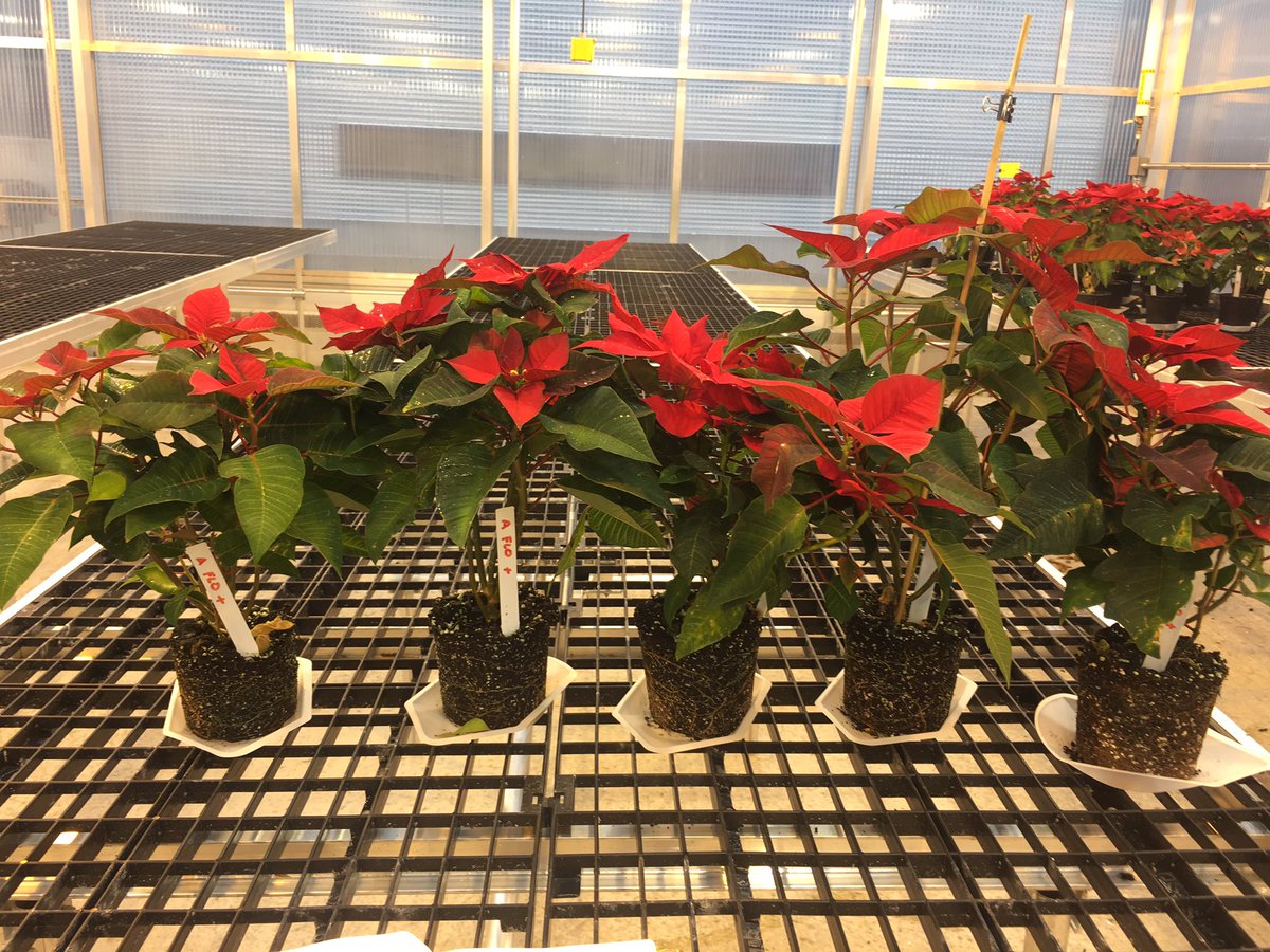 Turfintel's tweet image. Back at it in the greenhouse today. Collecting data on our poinsettia wetting agent trial.