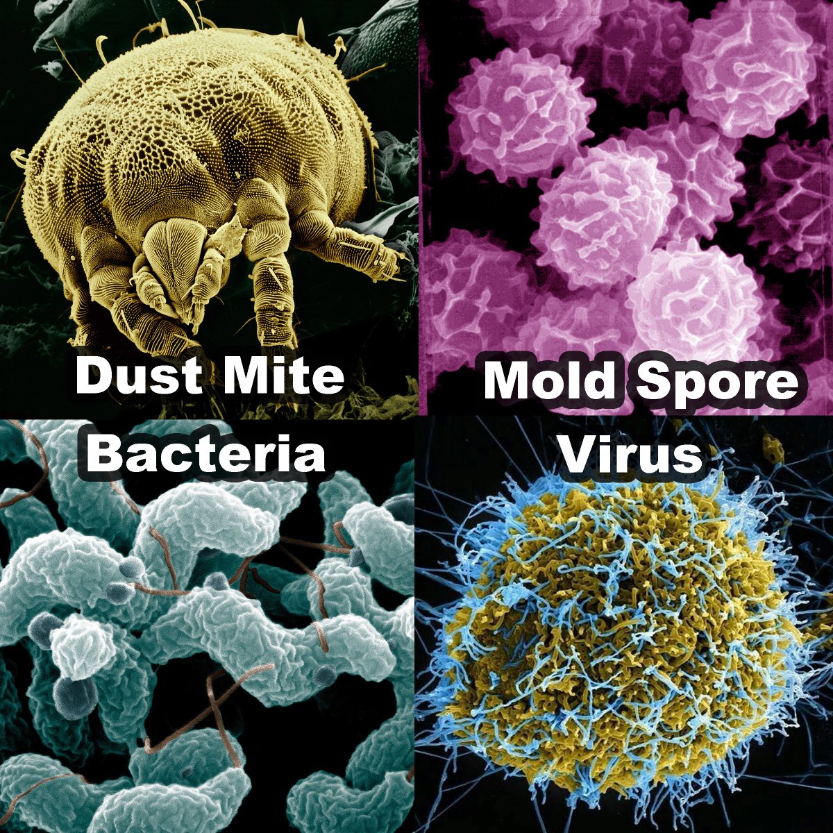 The National Air Duct Cleaners Association recommends getting your air ducts cleaned every three to five years and even more often if you have pets, and or allergies. When was the last time you had your ducts cleaned?
Call Klean-Rite to make an appointment! 780.532.1500