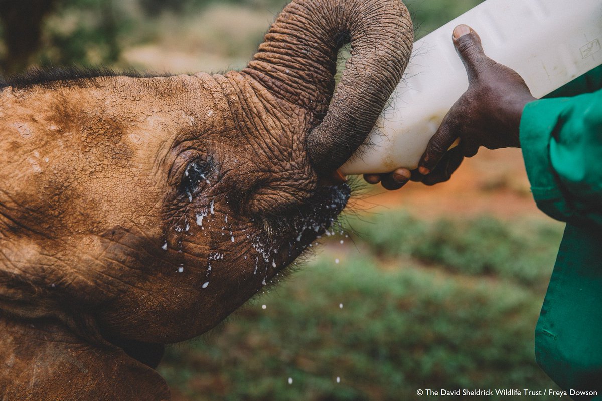 SheldrickTrust's tweet photo. This #GivingTuesday, we want to give special thanks to our friends @lovebrandclub for their tremendous support this year, donating towards more than 1,800 tins of formula milk for the orphan elephants in our care through their #MilkMatters campaign 🍼🐘 #trunksfortrunks https://t.co/trEZhUEsPX