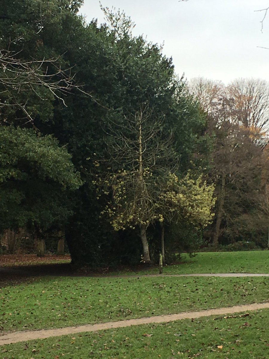 cobwebdr's tweet photo. Great visit for @FeraScience to beautiful #meanwood park #leeds for #treehealth #biosecurity #invasive species #ashdieback #grey #squirrels @SquirrelAccord for #NationalTreeWeek #treecitzsci excellent @OPALnature #observatree resources @BeckiGawthorpe @tree_terrors https://t.co/e0IWwcPk51