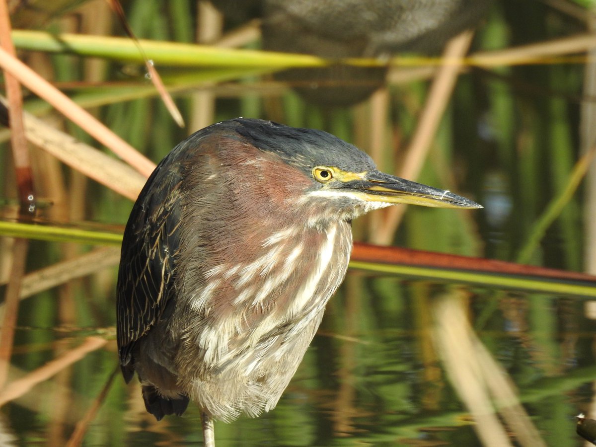 For a moment today we were twitchers rather than birders thanks to a highly unusual sight in the reeds. 

A Green Heron - a rare winter vagrant here

#birding #rarebirdsighting #algarve #portugal