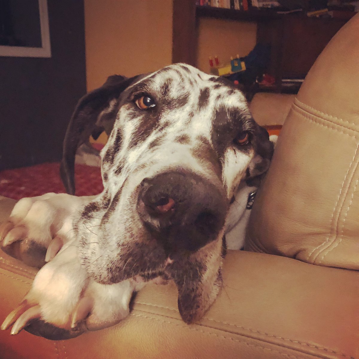 CarlDoinCarl's tweet photo. Oh, you were sitting here? https://t.co/KF3Rw27IqP