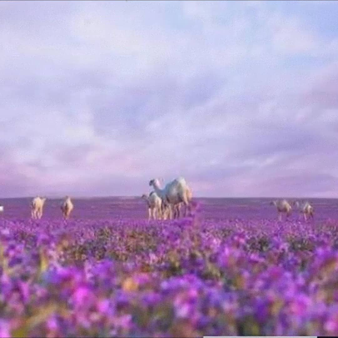 choosebma's tweet photo. Isa 35:1 - The wilderness and the solitary place shall be glad for them; and the desert shall rejoice, and blossom as the rose. Isa 35:2 - It shall blossom abundantly, and rejoice even with joy and singing: the glory of Lebanon shall be given unto it, the excellency of Carmel... https://t.co/LzMOl30YoT