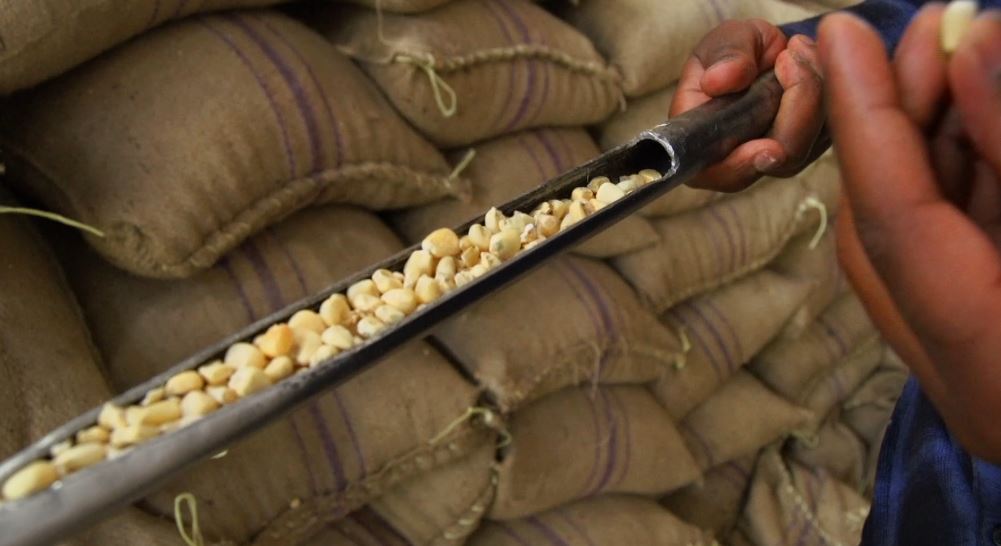 citizentvkenya's tweet photo. The admission has raised questions into the quality of storage facilities at the National Cereals and Produce Board and just how safe our food is
#InsideNCPB
@SamGituku https://t.co/bKiVqma67W