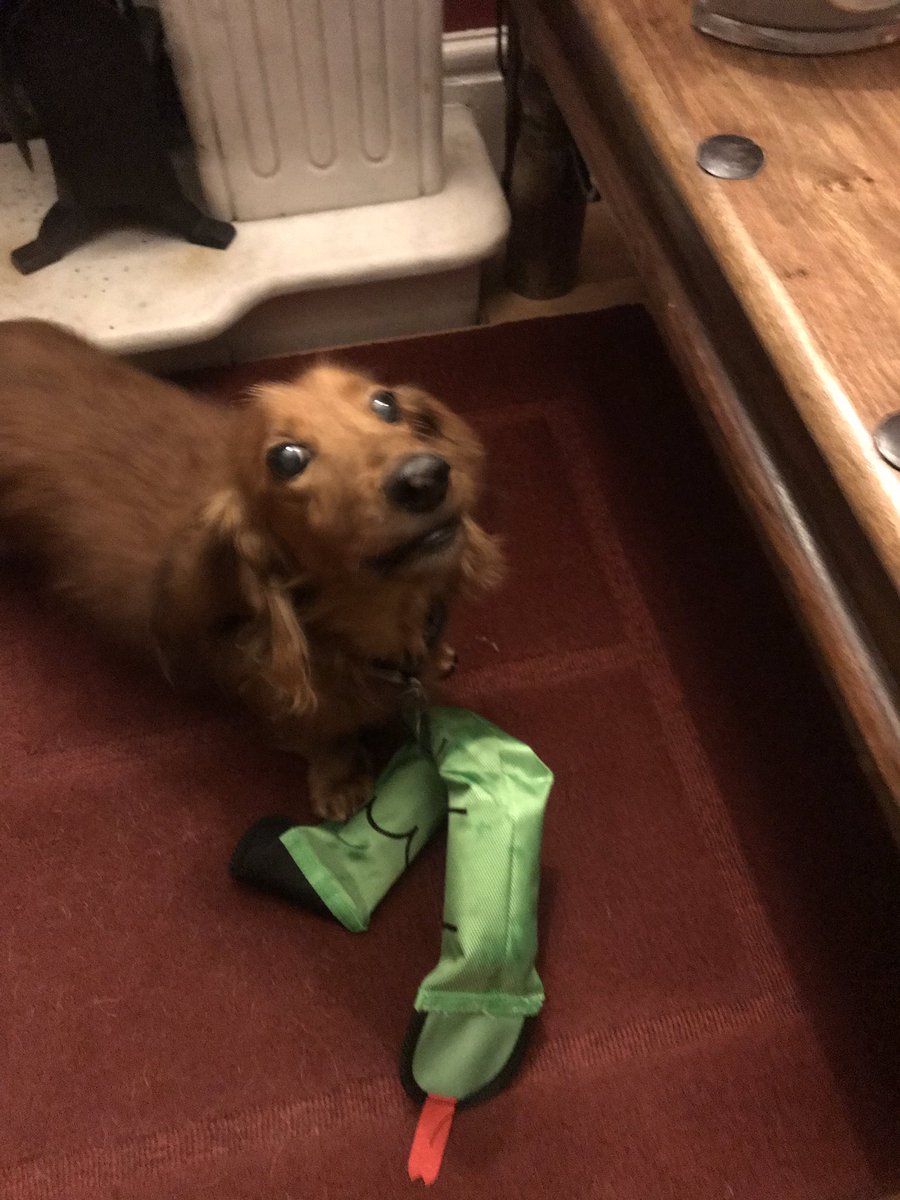 DogsGinny's tweet photo. Robbie has a new toy 🐾 https://t.co/5tIM0iP5Ik