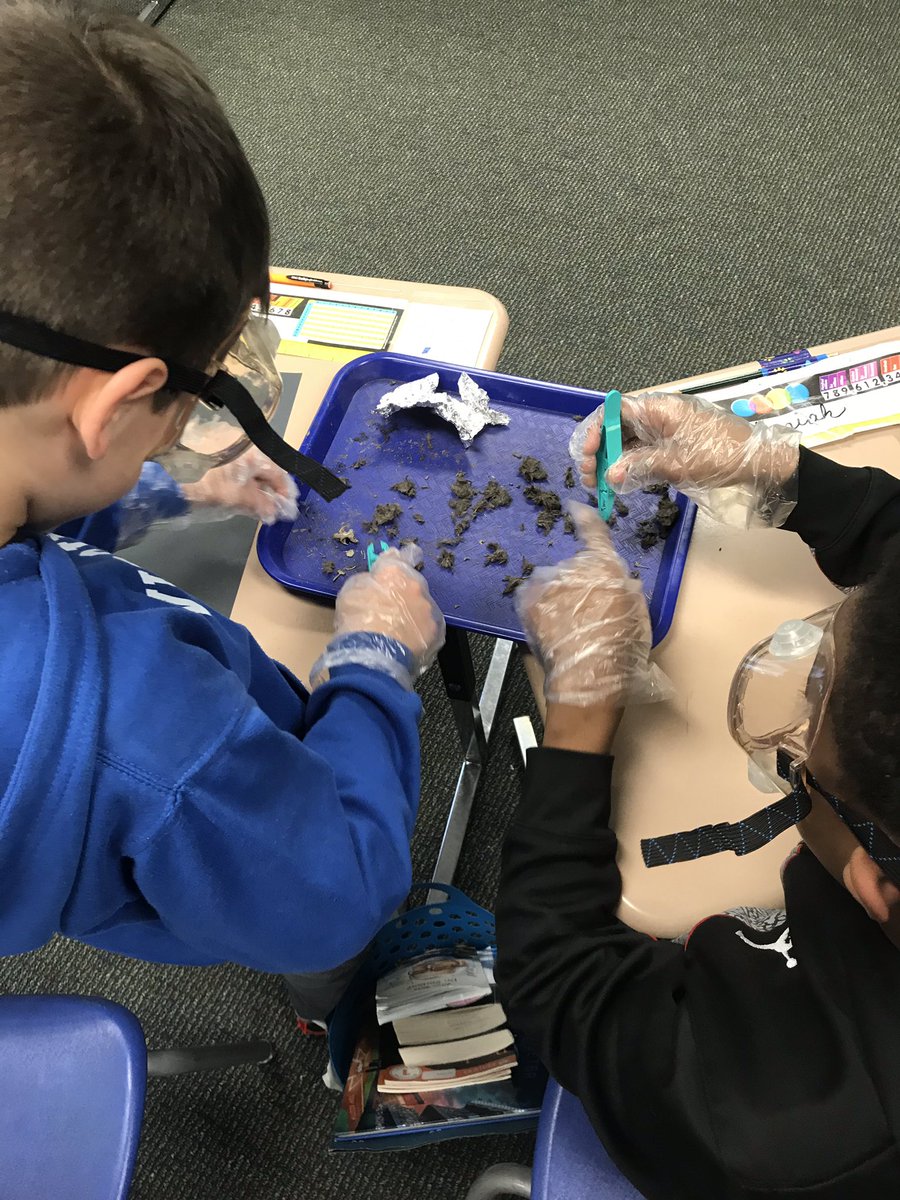 MrsB483's tweet photo. Student scientists at @MPS_Verplanck Are dissecting #owlpellets this week. They will be using this investigation as evidence to explain a food chain 🦉@mpspride @VerplanckPTA https://t.co/GB8jWc2MUc