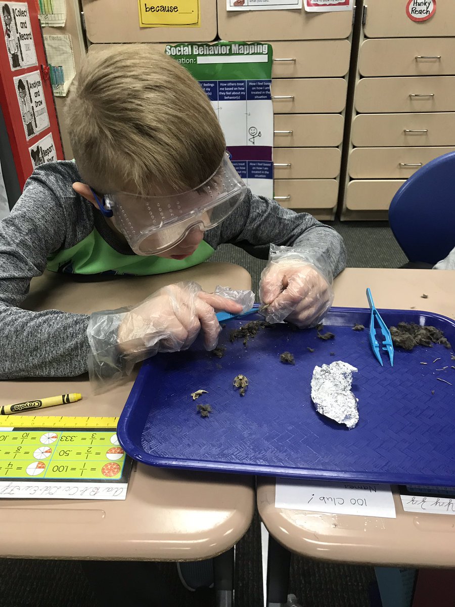 Student scientists at <a href="/MPS_Verplanck/">Verplanck Elementary</a> Are dissecting #owlpellets this week. They will be using this investigation as evidence to explain a food chain 🦉<a href="/mpspride/">Manchester Schools</a> <a href="/VerplanckPTA/">VES PTA</a>