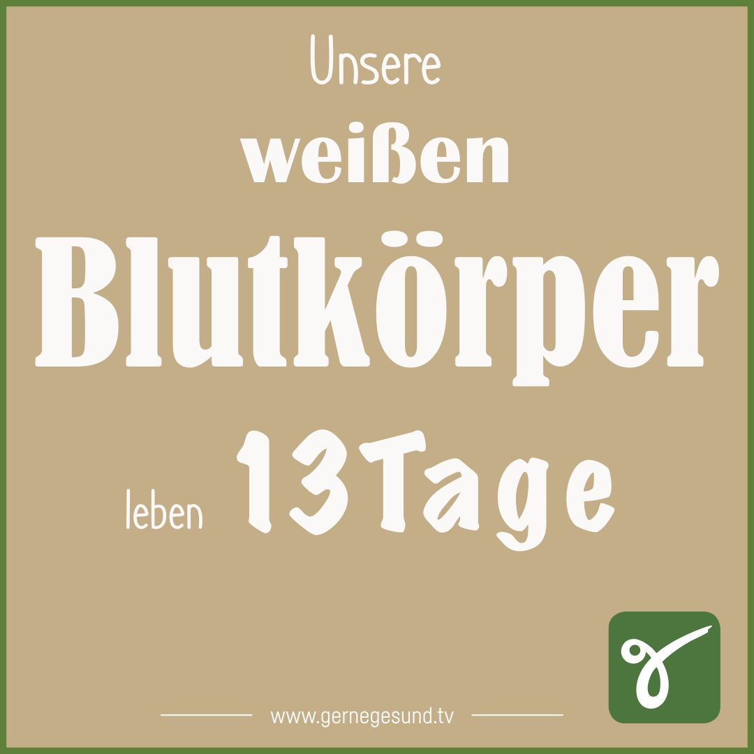 Gesundheitswissen ToGo☝🏻
Wie lange lebt ein weißes Blutkörperchen im Durchschnitt?
#gernegesund