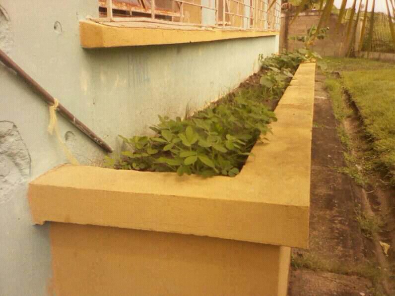 Mariafr0805's tweet photo. Cumpliendo con el programa todos manos a la siembra, las especialistas del aula integrada Barquisimeto en Quiriquire  municipio Punceres sembraron mani. #manitostao #aulaintegradapunceres #PTMS #Nuestromanizal @Especial_ZEMon @especialmppe @MPPEDUCACION https://t.co/AACsoAVDky