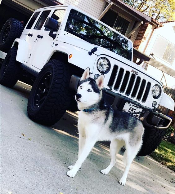 OffRoadDivas's tweet photo. All you need on Monday! #ord #offroaddogs #jeeplife https://t.co/ZzOOBbBTxo